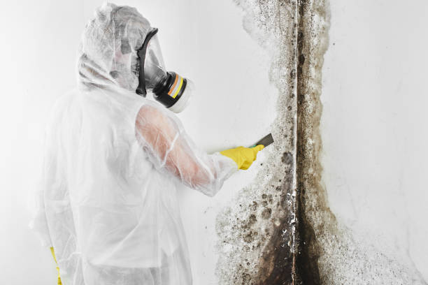 Best White Mold Remediation in Sutton Alpine, AK