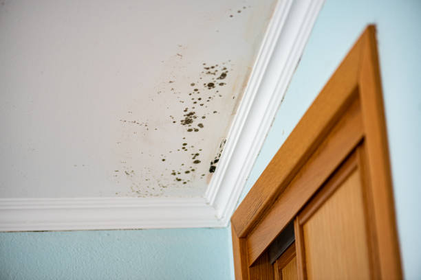 Professional Mold Remediation in Sutton Alpine, AK